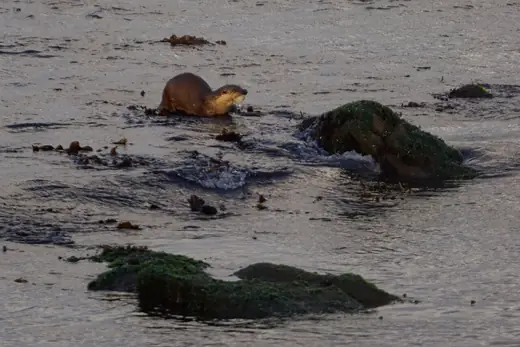 Otter, photo 3 of 3