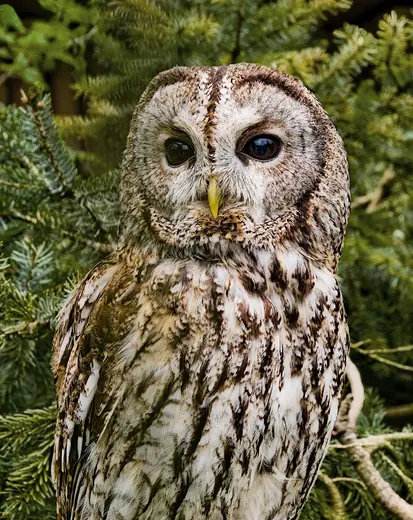 Tawny owl, photo 1 of 3