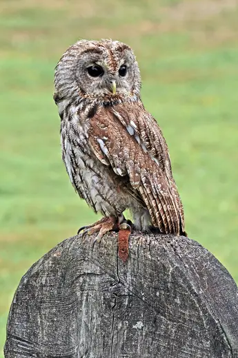 Tawny owl, photo 3 of 3