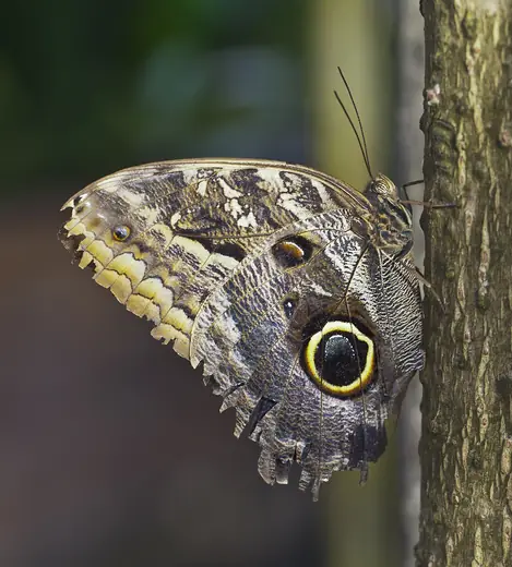 Owl butterfly, photo 1 of 3