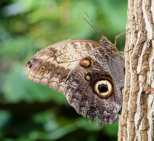 Owl butterfly, photo 2 of 3