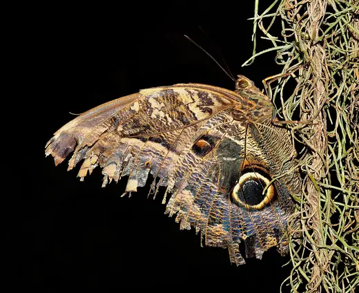 Owl butterfly, photo 3 of 3