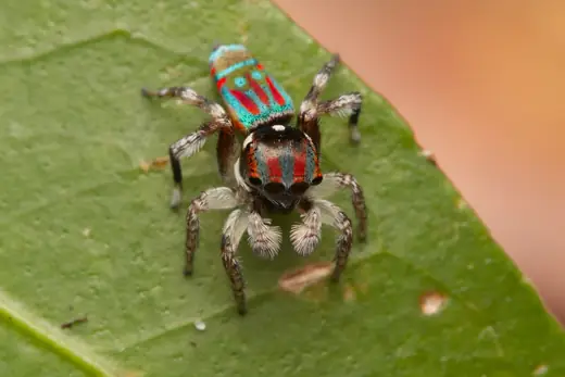 Peacock spider, photo 1