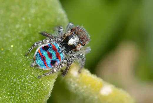 Peacock spider, photo 2
