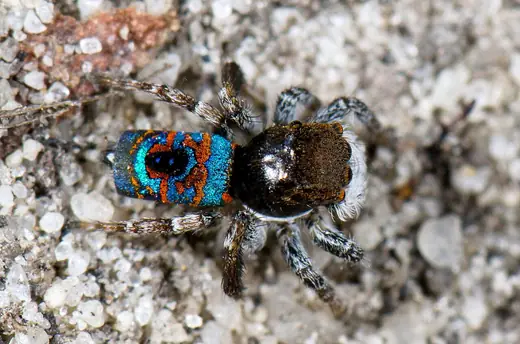 Peacock spider, photo 3