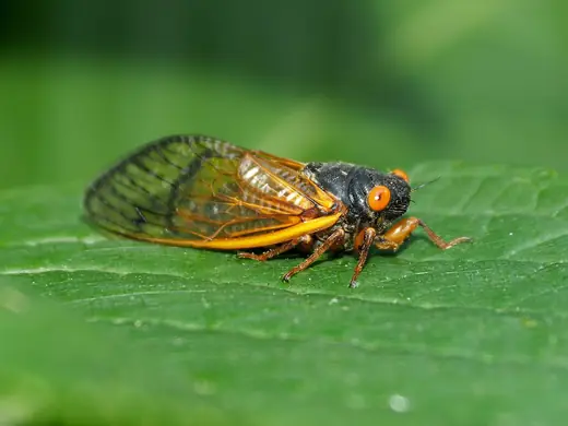 Seventeen-year cicada, photo 1