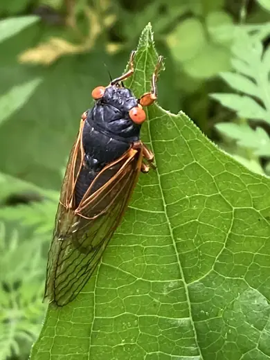 Seventeen-year cicada, photo 2