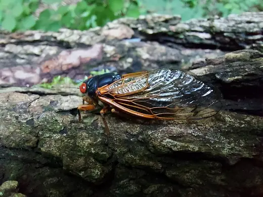Seventeen-year cicada, photo 3