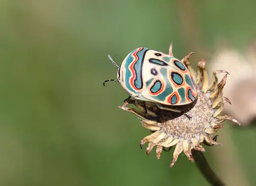 Picasso bug, photo 1 of 3