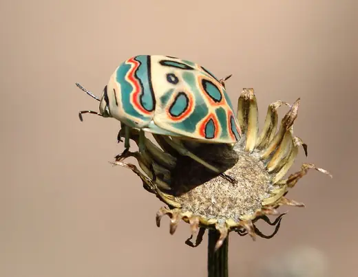 Picasso bug, photo 2 of 3