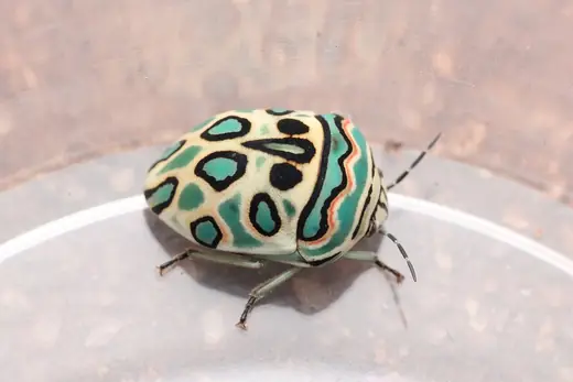 Picasso bug, photo 3 of 3