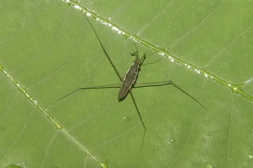 Common pond skater, photo 1 of 3