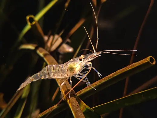 Common prawn, photo 2 of 3