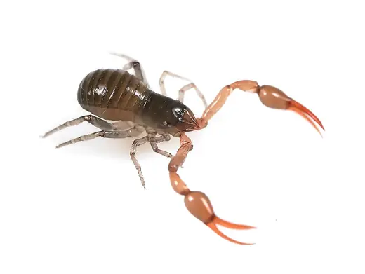 Moss false scorpion, photo 1 of 3