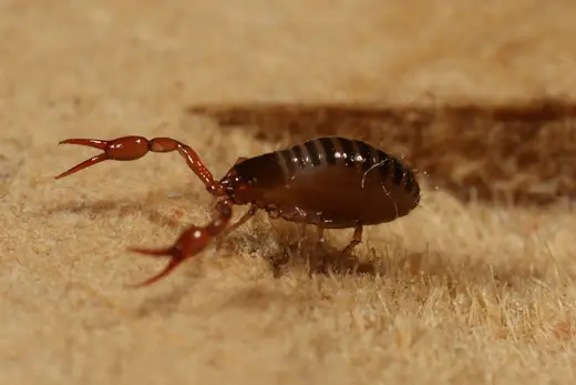 Moss false scorpion, photo 2 of 3