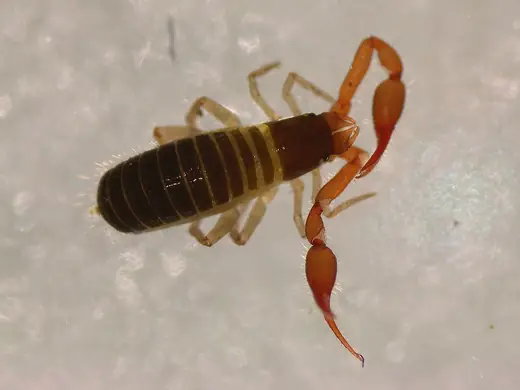 Moss false scorpion, photo 3 of 3