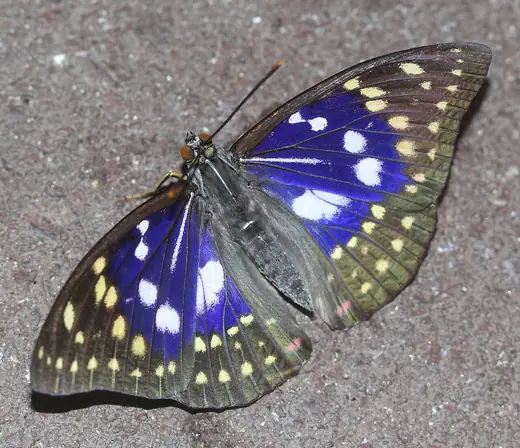 Great purple emperor, photo 1 of 3