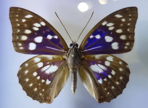 Great purple emperor, photo 2 of 3