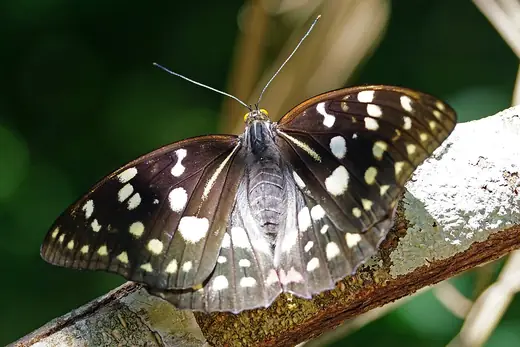 Great purple emperor, photo 3 of 3