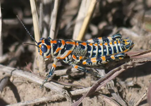 Rainbow grasshopper, photo 1