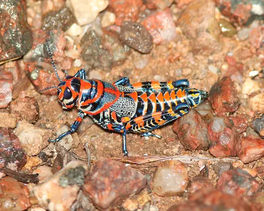 Rainbow grasshopper, photo 2