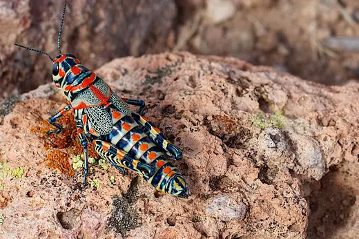 Rainbow grasshopper, photo 3