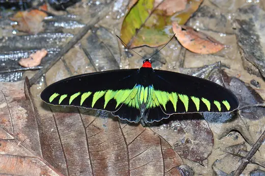Rajah Brooke's birdwing, photo 1 of 3