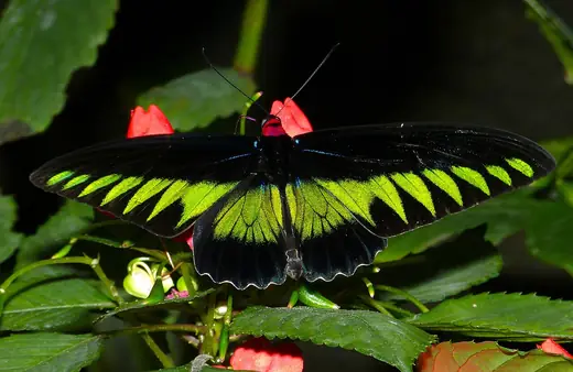 Rajah Brooke's birdwing, photo 2 of 3