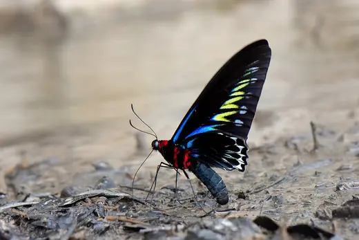 Rajah Brooke's birdwing, photo 3 of 3