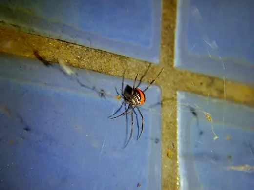 Redback spider, photo 1