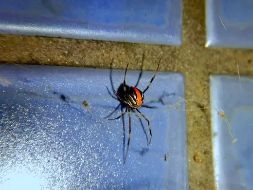 Redback spider, photo 2