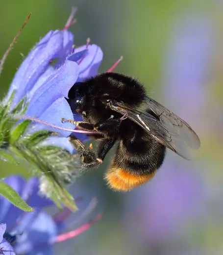 Red-tailed bumblebee, photo 2