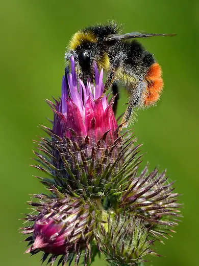 Red-tailed bumblebee, photo 3