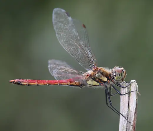 Autumn darter, photo 1