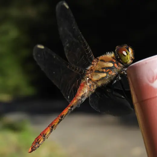 Autumn darter, photo 2