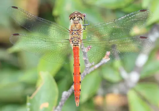 Autumn darter, photo 3