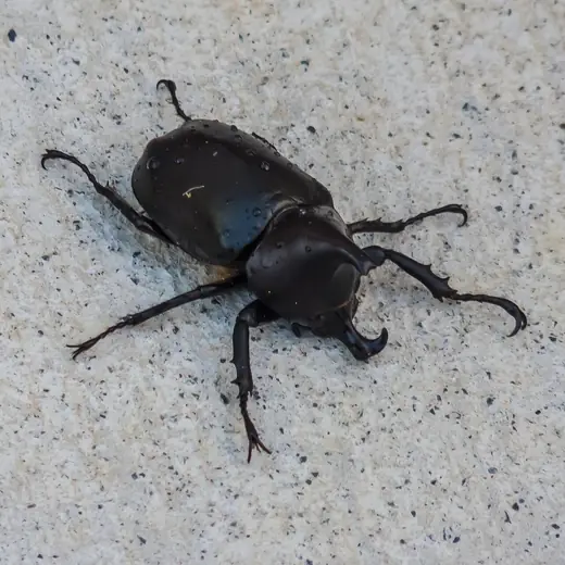 Rhinoceros beetle, photo 1