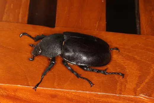 Rhinoceros beetle, photo 2
