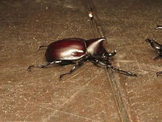 Rhinoceros beetle, photo 3