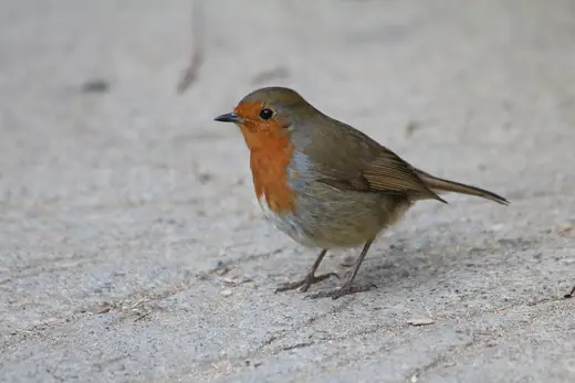 European robin, photo 3 of 3