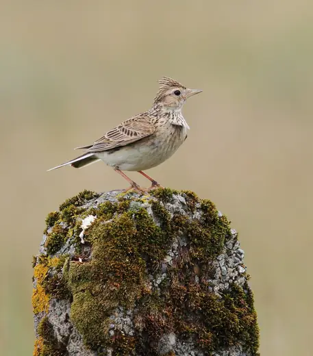 Skylark, photo 1 of 3