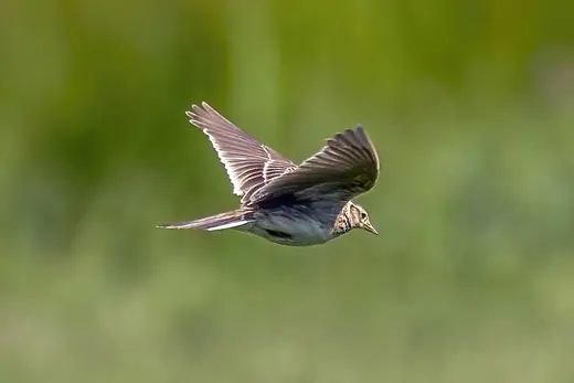 Skylark, photo 2 of 3