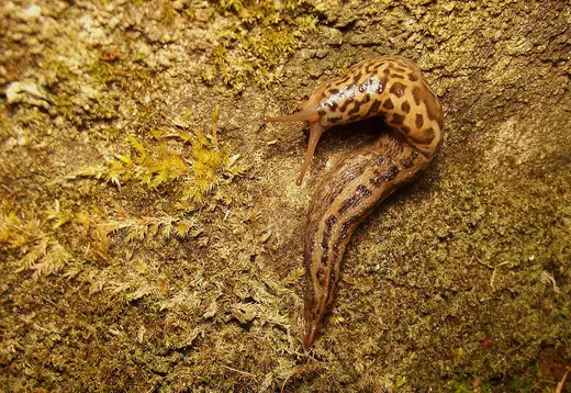 Leopard slug, photo 2 of 3
