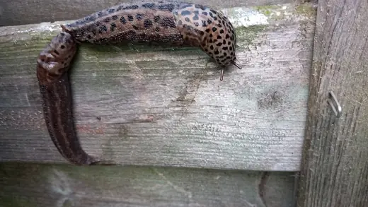Leopard slug, photo 3 of 3