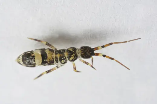 Springtail, photo 2 of 3
