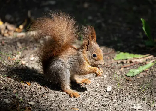 Red squirrel, photo 2 of 3