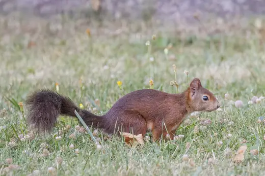 Red squirrel, photo 3 of 3