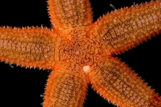 Common starfish, photo 3 of 3