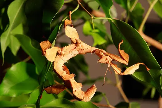 Spiny leaf insect, photo 1 of 3