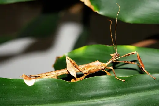 Spiny leaf insect, photo 2 of 3